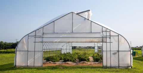 greenhouse